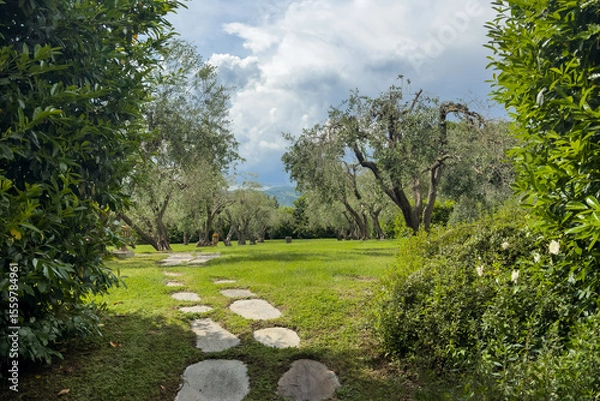 Fototapeta lush green garden with fresh lawn and stone path winding through olive trees under a partly cloudy sky. fresh summer