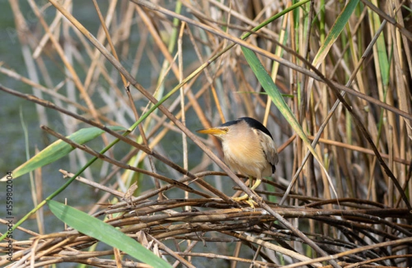 Obraz Little bittern, Ixobrychus minutus. A male bird sits in a reed thicket on a riverbank