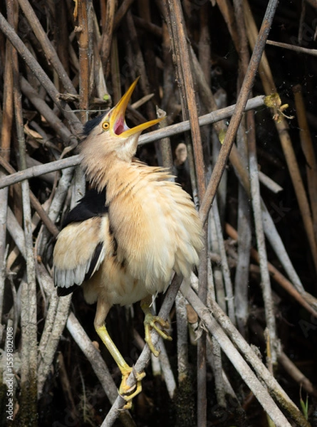 Obraz Little bittern, Ixobrychus minutus. The male bird cries out, looking up