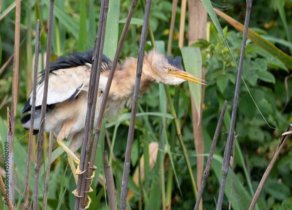 Obraz Little bittern, Ixobrychus minutus. A male bird shakes his feathers while sitting in a reed thicket