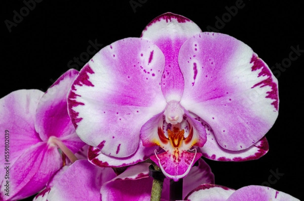 Obraz Orchidee