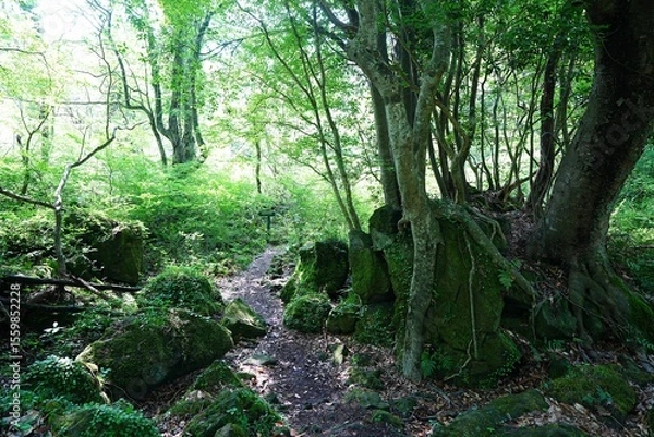 Obraz spring path through mossy rocks and old trees