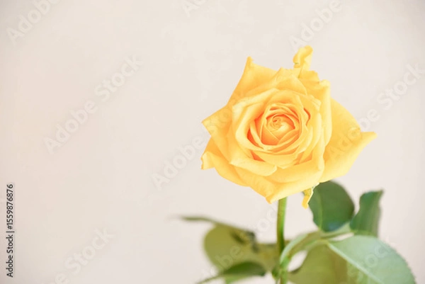 Fototapeta 黄色いばら