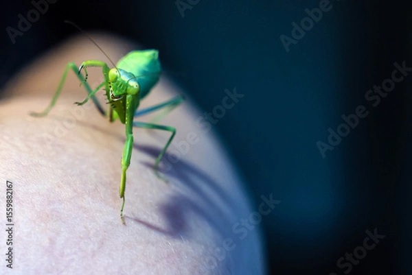 Fototapeta The nymph of the tree mantis (Hierodula tenuidentata) after the fifth molt stands in a belligerent pose on a human arm, close-up, front view.