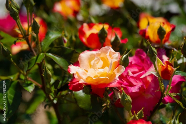 Obraz 赤色と黄色がキレイな薔薇の花