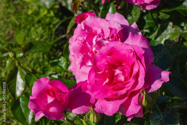 Obraz ピンクの薔薇