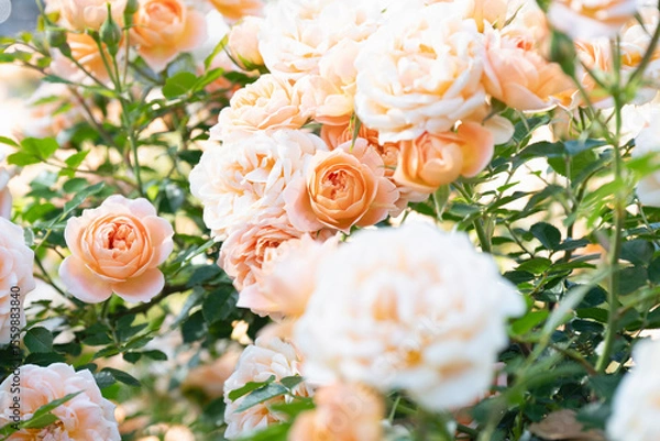 Obraz 咲き乱れるオレンジと白の薔薇
