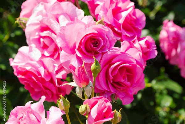 Obraz ピンクの薔薇