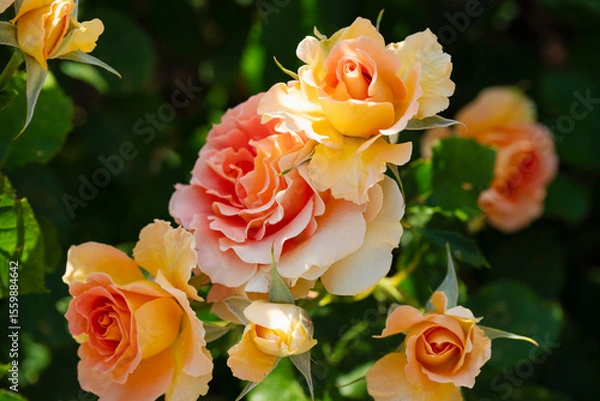 Obraz オレンジの薔薇