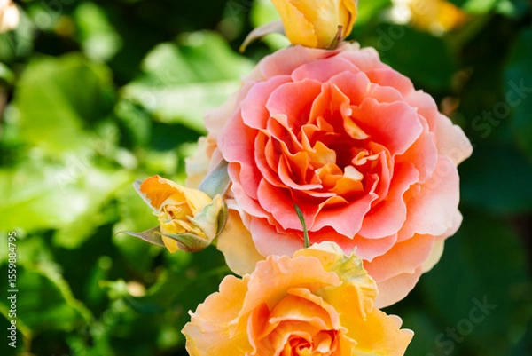 Obraz オレンジの薔薇