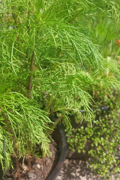 Fototapeta Bright green herbs flourish in a garden setting during a sunny afternoon, showcasing vibrant growth and healthy foliage