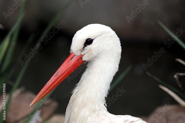 Obraz Stork Bird Portrait