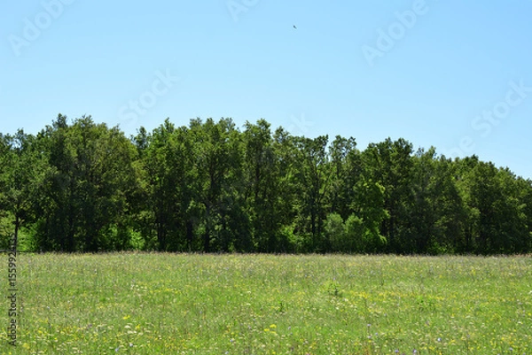 Obraz A vibrant green meadow with a line of lush green oak trees under a bright blue sky