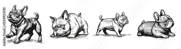 Obraz Vintage Sketch of Four French Bulldog Illustrations in Various Poses, vector illustration, engraving design, logo design set, black and white line