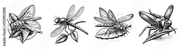 Obraz Vintage Illustrations of Dragonflies on Leaves and Flowers, vector illustration, engraving design, logo design set, black and white line