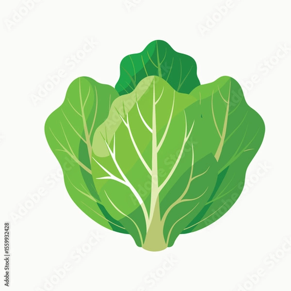 Fototapeta cabbage isolated on white background
