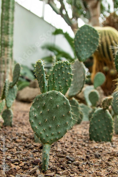 Obraz cactus in the desert