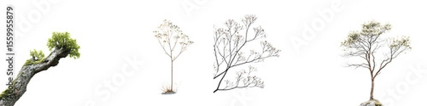Fototapeta Tree Branches Set, Spring and Winter Isolated on White