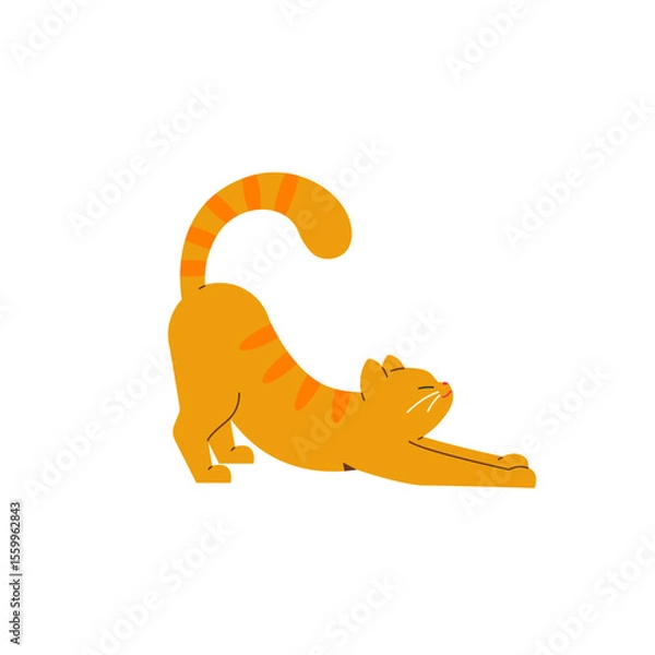 Obraz Cat stretching. Red cat. Vector color illustration.