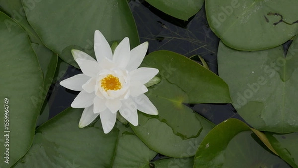 Obraz white water lily