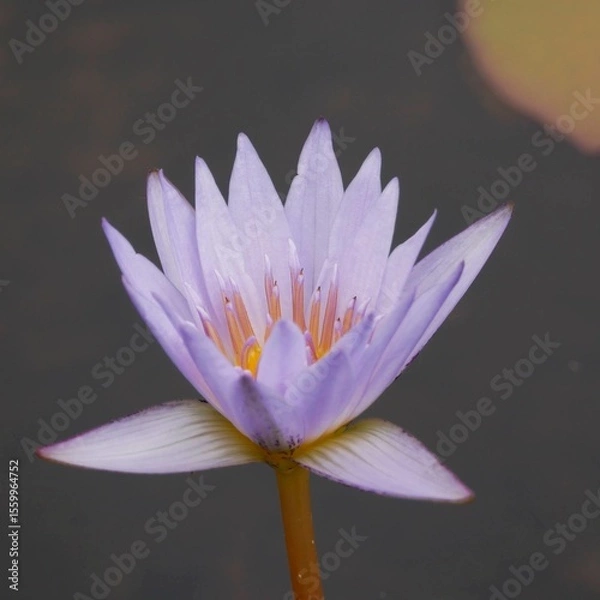 Obraz pink water lily