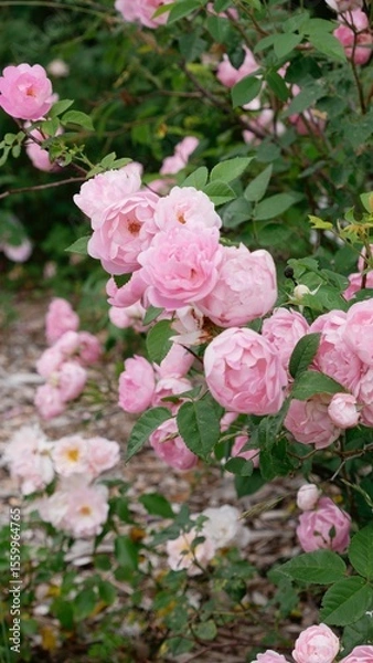 Obraz pink rose bush