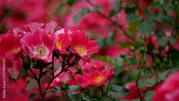 Obraz pink rose bush