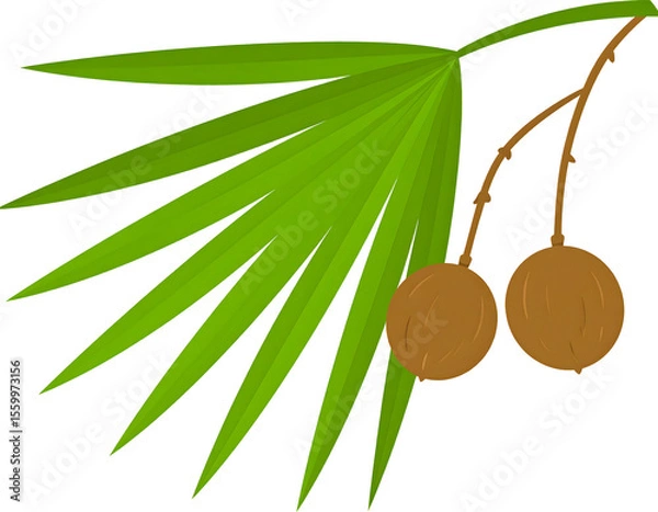 Fototapeta Two earthy brown coconuts hang from a sturdy branch amidst the fresh green leaves of a tropical palm.