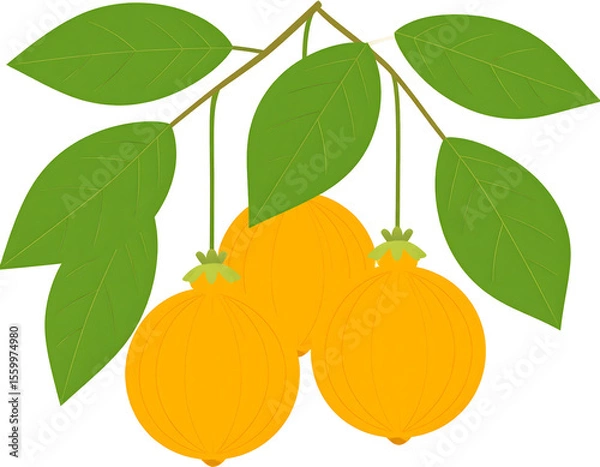 Fototapeta Lush green leaves frame three plump orange fruits, creating a vibrant display of natural abundance.