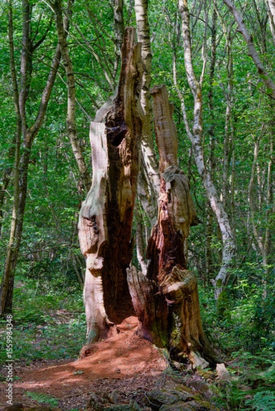 Fototapeta Remains of an ancient oak tree in Sherwood forest.