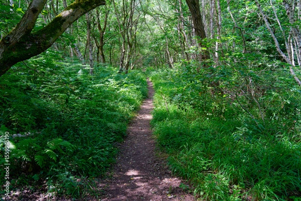 Fototapeta Narrow footpath through the undergrowth in Sherwood Forest.