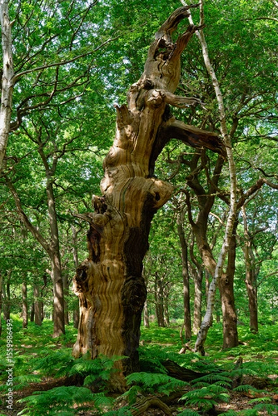 Fototapeta The trunk of a ancient oak  in Sherwood Forest.