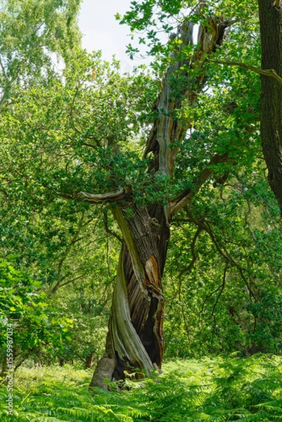 Fototapeta Hollow, twisted remains of an ancient oak tree.