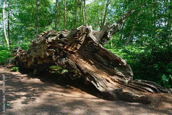 Fototapeta Remains of a large fallen oak tree.