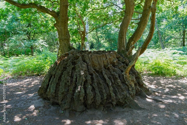 Fototapeta The remains of the trunk of the Medusa Oak in Sherwood Forest.