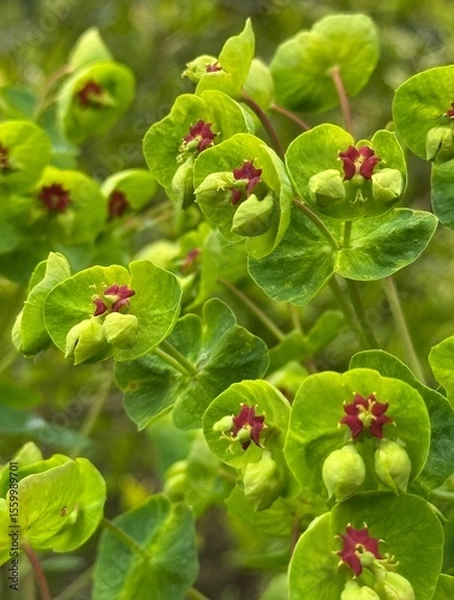 Fototapeta Portrait image of green and red euphorbia foliage