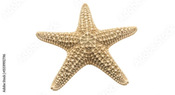 Obraz Isolated Starfish