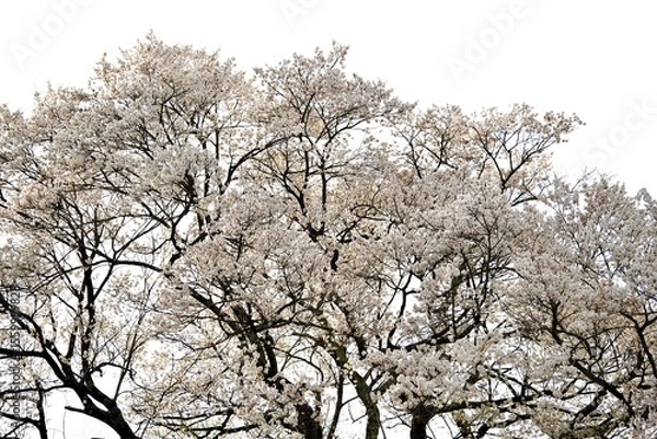 Fototapeta Cherry blossom branches in full bloom against isolated white background. The soft pink petals and branches represent hanami season ,beauty of spring in Japan. Perfect for sakura concept design.