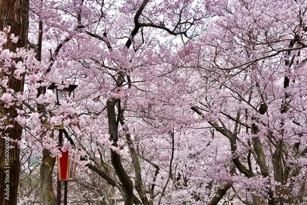 Fototapeta Cherry blossom branches in full bloom against isolated white background. The soft pink petals and branches represent hanami season ,beauty of spring in Japan. Perfect for sakura concept design.