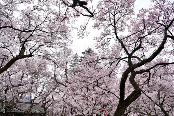 Fototapeta Cherry blossom branches in full bloom against isolated white background. The soft pink petals and branches represent hanami season ,beauty of spring in Japan. Perfect for sakura concept design.