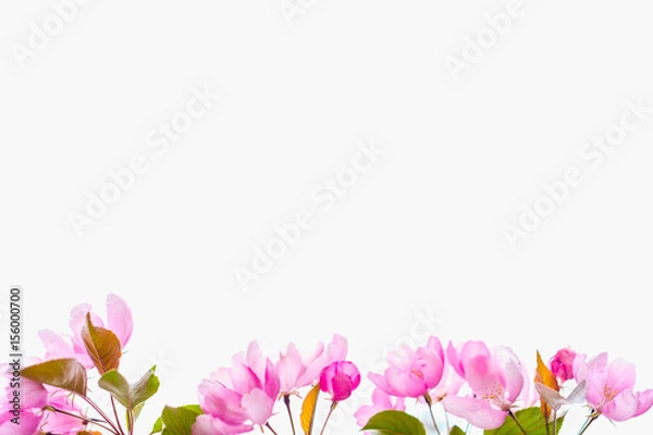 Obraz Blooming apple tree