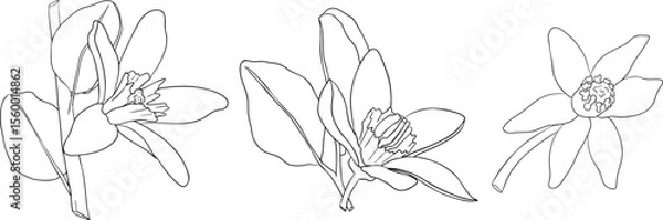 Obraz Vector line illustrations of bergamot fruit. Perfect for botanical designs, food packaging, or wellness branding