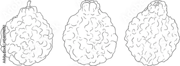 Obraz Vector line illustrations of bergamot fruit. Perfect for botanical designs, food packaging, or wellness branding