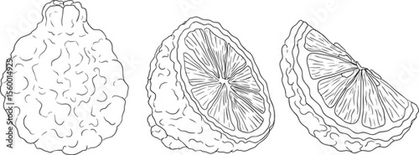 Obraz Vector line illustrations of bergamot fruit. Perfect for botanical designs, food packaging, or wellness branding