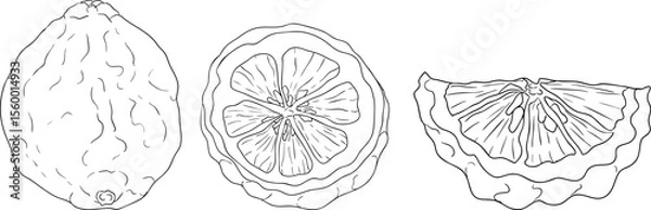 Obraz Vector line illustrations of bergamot fruit. Perfect for botanical designs, food packaging, or wellness branding
