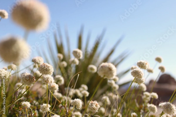 Obraz odd desert landscape, Joshua Tree