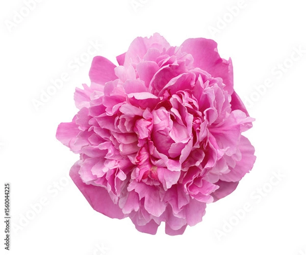 Fototapeta Close up of perfect beautiful pink peony spring flower, isolated on a transparent background, projects a design for