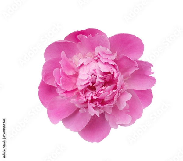 Fototapeta beautiful close up of perfect pink peony summer flower, isolated transparent a on background, for a design projects