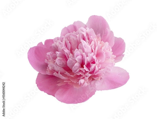 Fototapeta beautiful close up of perfect pink peony summer flower, transparent on a background, isolated for a design projects