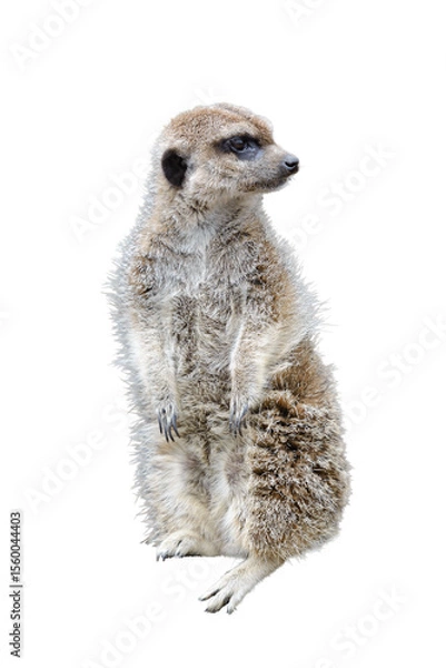 Fototapeta standing gopher looking into the distance isolated on white background